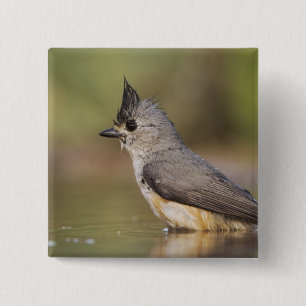 Badge Carré 5 Cm Mésange à crête noire, Baeolophus