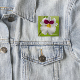 Badge Carré 5 Cm Miltoniopsis Roezlii (orchidées de pensée)