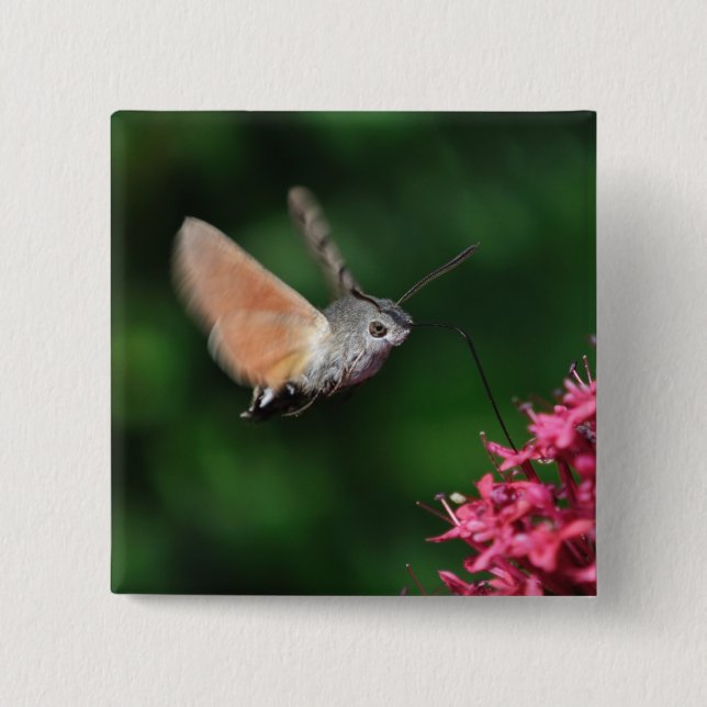 Badge Carré 5 Cm Mite de colibri planant (Devant)