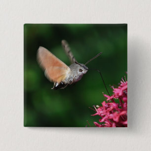Badge Carré 5 Cm Mite de colibri planant