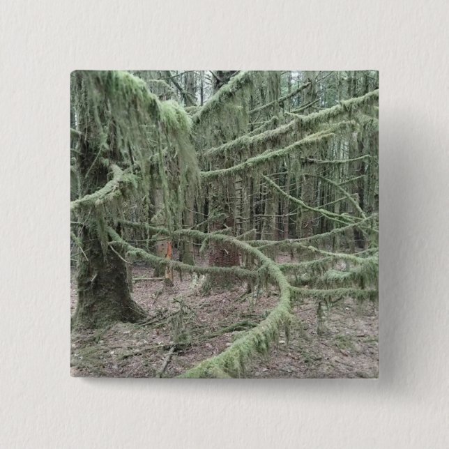 Badge Carré 5 Cm Mossy Trees In Welsh Woodland 2025 (Devant)