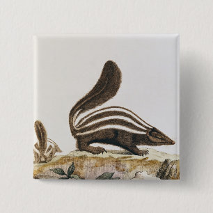 Badge Carré 5 Cm Mouffette, de "Histoire Naturelle" par