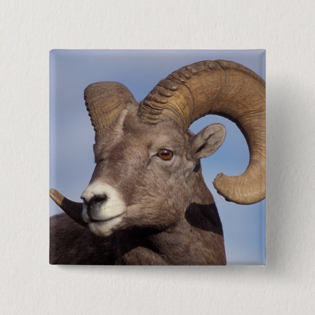 Badge Carré 5 Cm mouflon canadien, mouflon d'Amérique, Ovis canaden (Devant)