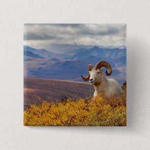 Badge Carré 5 Cm mouflon de Dall, Ovis dalli, bélier