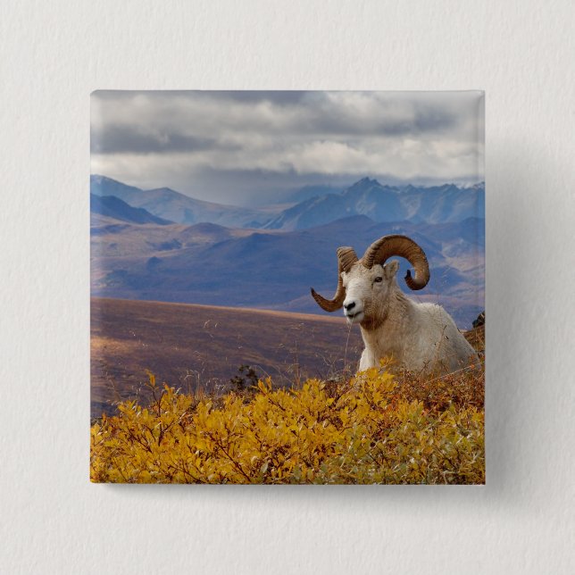 Badge Carré 5 Cm mouflons, Ovis dalli, bélier (Devant)