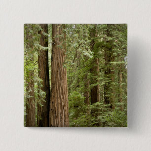 Badge Carré 5 Cm Muir Woods National Monument, Nord