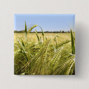 Badge Carré 5 Cm Nature botanique du grain de seigle