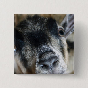 Badge Carré 5 Cm Nosy Goat En Regard