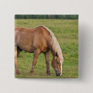 Badge Carré 5 Cm Nouveau-Brunswick, Canada. Cheval sur le terrain.