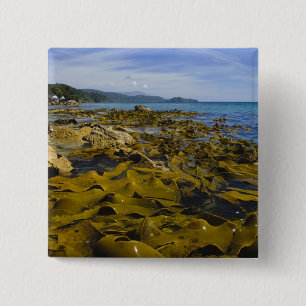 Badge Carré 5 Cm Nouvelle-Zélande, Southland, île Stewart. Kelp