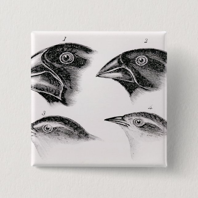Badge Carré 5 Cm Observations de l'oiseau de Darwin (Devant)