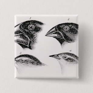 Badge Carré 5 Cm Observations de l'oiseau de Darwin