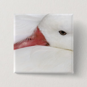 Badge Carré 5 Cm Oie des neiges Chen caerulescens