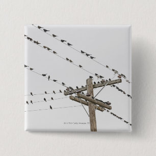 Badge Carré 5 Cm Oiseaux perchés sur fil