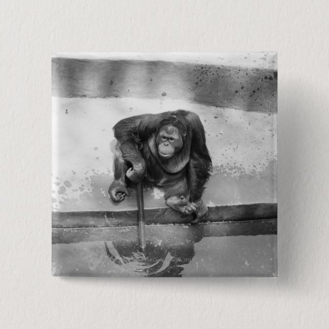 Badge Carré 5 Cm Orang-outan (Devant)