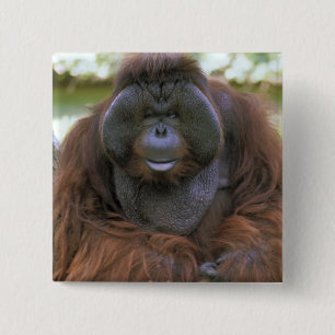 Badge Carré 5 Cm Orangoutan Pongo Pygmaeus