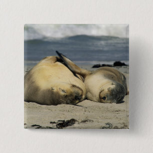 Badge Carré 5 Cm Otaries australiennes, Neophoca cinerea),