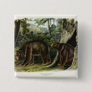 Badge Carré 5 Cm Ours de cannelle des Quadrupeds d'Audubon