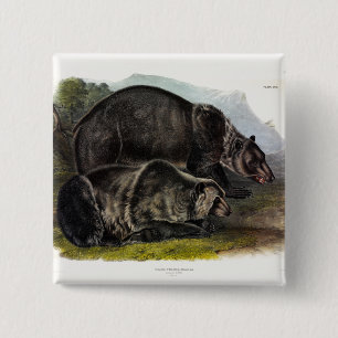 Badge Carré 5 Cm Ours grizzli (Ours Brown nord-américain) - Audubon