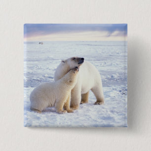 Badge Carré 5 Cm Ours polaire femelle avec ourson, meute