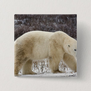 Badge Carré 5 Cm Ours polaire Ursus maritimus) à Churchill