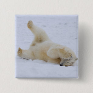 Badge Carré 5 Cm ours polaire, Ursus maritimus, ourson roulant