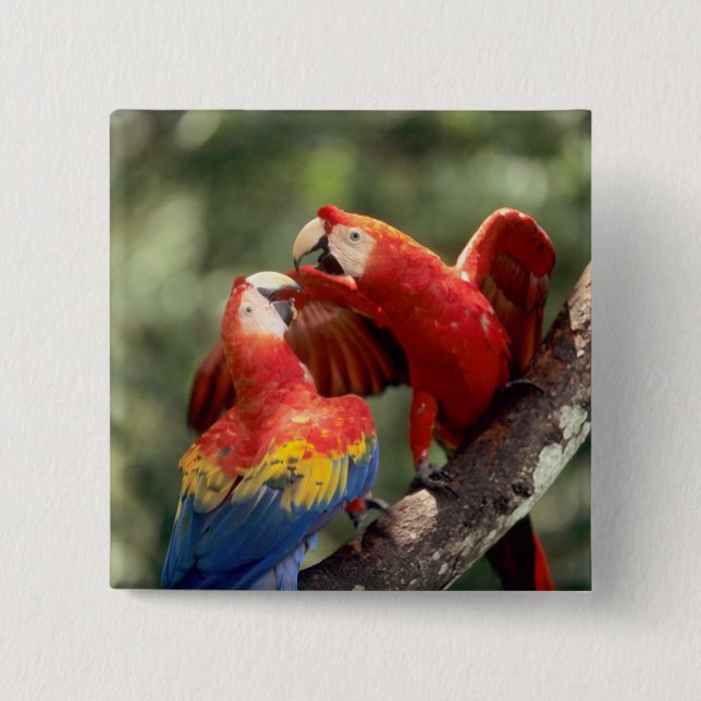 Badge Carré 5 Cm Paire de Scarlet Macaws (Devant)