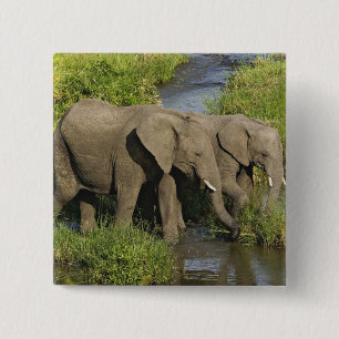 Badge Carré 5 Cm Paire d'éléphants d'Afrique Masai Mara