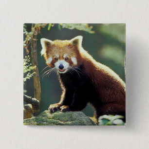 Badge Carré 5 Cm Panda roux Ailurus fulgens)
