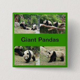 Badge Carré 5 Cm pandas géants