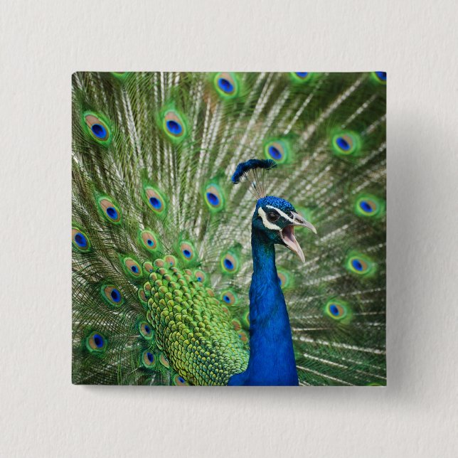 Badge Carré 5 Cm Paon criard (Devant)