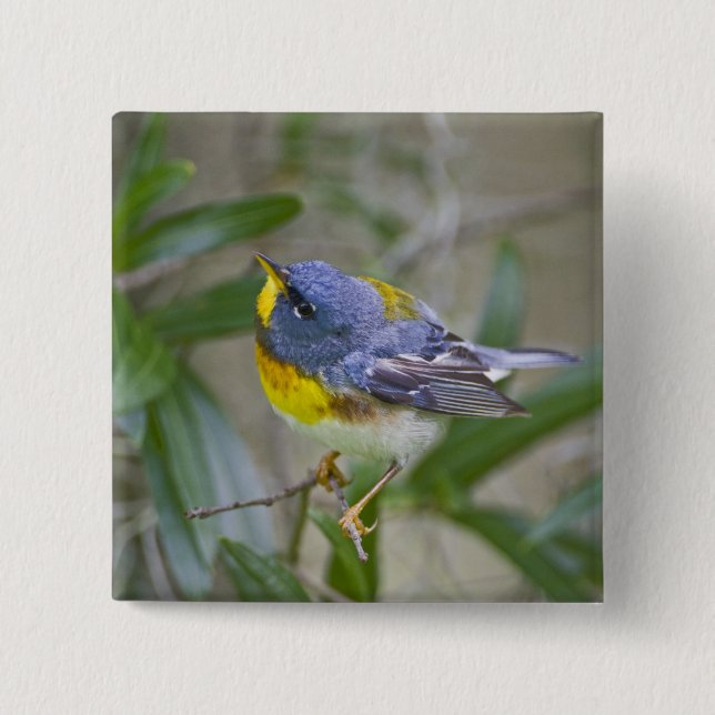 Badge Carré 5 Cm Parula Parula americana du Nord) (Devant)