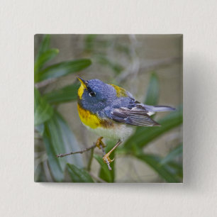Badge Carré 5 Cm Paruline à collier (Parula americana)