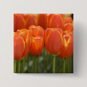 Badge Carré 5 Cm Pays-Bas aka Hollande), Lisse. Keukenhof 7