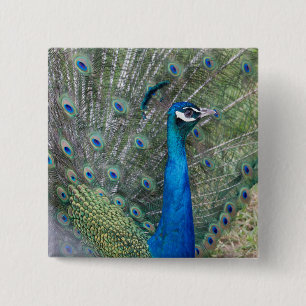 Badge Carré 5 Cm Peacock Photographie