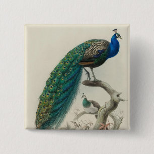 Badge Carré 5 Cm Peacock vintage