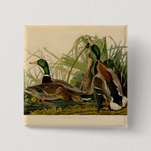 Badge Carré 5 Cm Peinture d'oiseaux de Mallard Duck Audubon