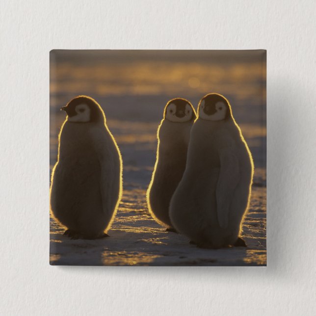 Badge Carré 5 Cm Penguins empereurs (Devant)