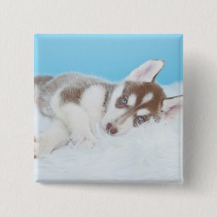 Badge Carré 5 Cm Petit Chiot Husky allongé sur une couverture