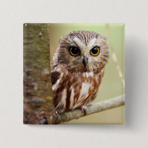 Badge Carré 5 Cm Petit hibou de bébé   Ontarios