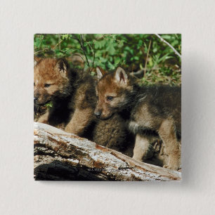 Badge Carré 5 Cm Petit loup de bois