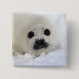 Badge Carré 5 Cm Phoque de harpé de bébé