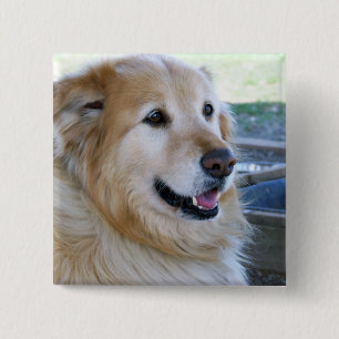 Badge Carré 5 Cm Photo de golden retriever
