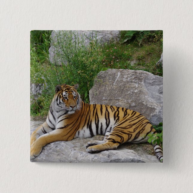 Badge Carré 5 Cm Photo de portrait d'un tigre sibérien (Devant)