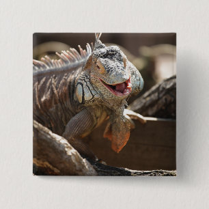 Badge Carré 5 Cm Photo riante d'iguane