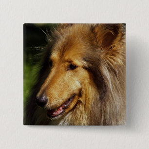 Badge Carré 5 Cm Photographie de chien de colley