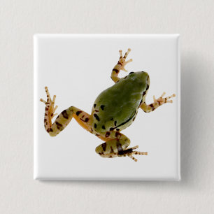 Badge Carré 5 Cm Photographie de grenouille d'arbre de l'Arizona