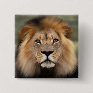 Badge Carré 5 Cm Photographie de lions