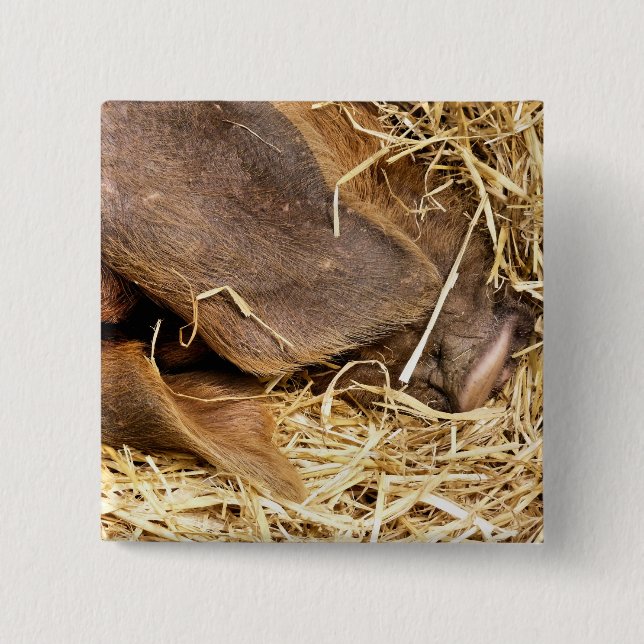 BADGE CARRÉ 5 CM PIG (Devant)