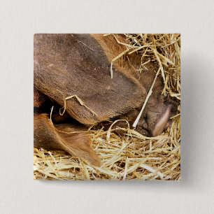 BADGE CARRÉ 5 CM PIG